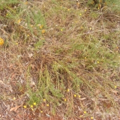 Rutidosis leptorhynchoides at Red Hill, ACT - 21 Feb 2023