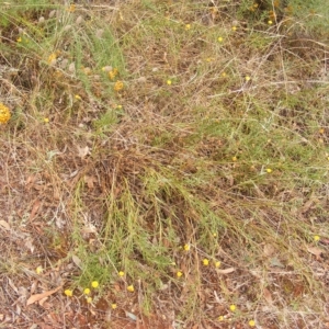 Rutidosis leptorhynchoides at Red Hill, ACT - 21 Feb 2023