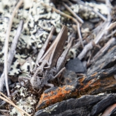 Austroicetes pusilla (Grasshopper, Locust) at Cotter River, ACT - 17 Feb 2023 by SWishart