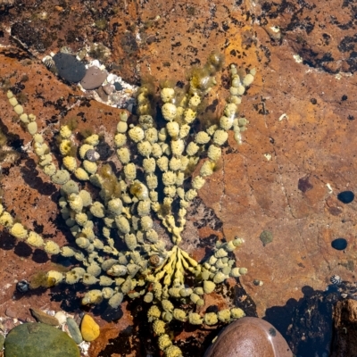 Hormosira banksii (Neptune's Necklace) at Lake Illawarra, NSW - 21 Feb 2023 by Aussiegall