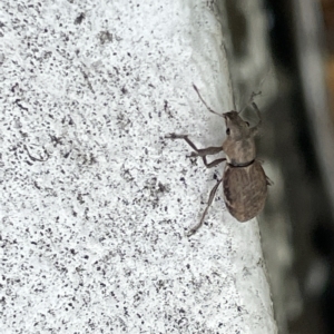 Naupactus cervinus at Canberra, ACT - 22 Feb 2023