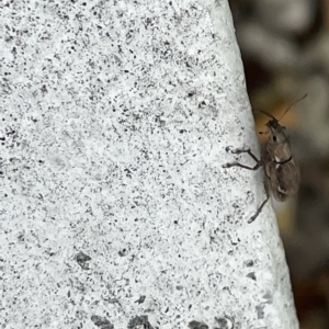 Naupactus cervinus at Canberra, ACT - 22 Feb 2023