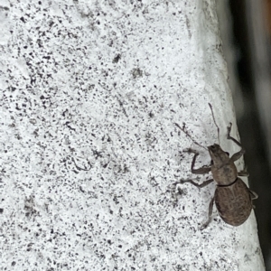 Naupactus cervinus at Canberra, ACT - 22 Feb 2023