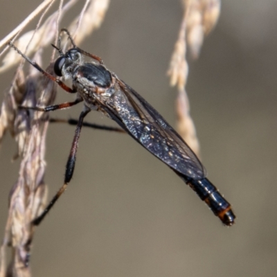 Neosaropogon sp. (genus) (A robber fly) at Cotter River, ACT - 16 Feb 2023 by SWishart