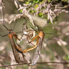 Harpobittacus (genus) (Hangingfly) at Cotter River, ACT - 17 Feb 2023 by SWishart