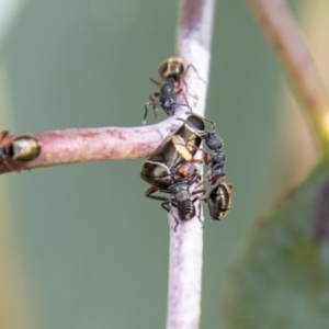 Eurymeloides bicincta at Cotter River, ACT - 17 Feb 2023