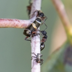 Eurymeloides bicincta at Cotter River, ACT - 17 Feb 2023 10:52 AM