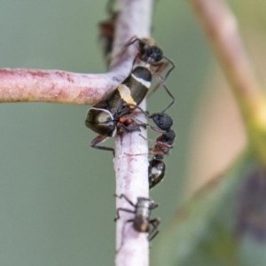 Eurymeloides bicincta at Cotter River, ACT - 17 Feb 2023