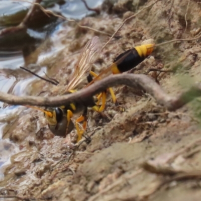 Sceliphron laetum (Common mud dauber wasp) at Watson, ACT - 21 Feb 2023 by RodDeb