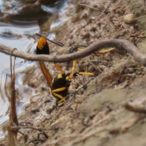 Sceliphron laetum at Watson, ACT - 21 Feb 2023