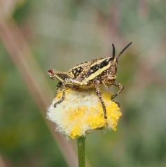 Monistria concinna (Southern Pyrgomorph) at Cotter River, ACT - 17 Feb 2023 by RAllen