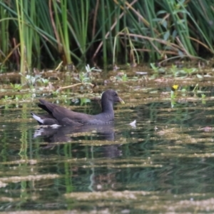 Gallinula tenebrosa at Watson, ACT - 21 Feb 2023