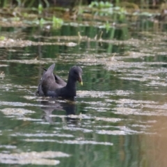 Gallinula tenebrosa at Watson, ACT - 21 Feb 2023