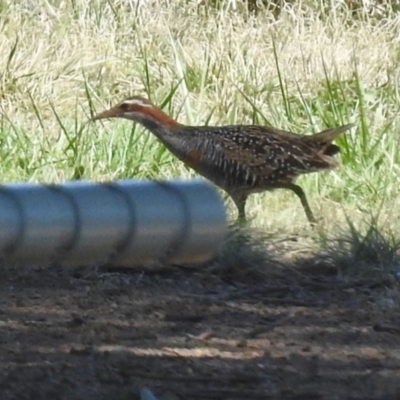 Gallirallus philippensis (Buff-banded Rail) at Watson, ACT - 21 Feb 2023 by RodDeb