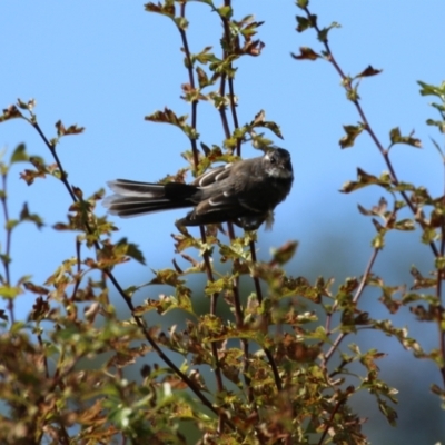 Rhipidura albiscapa (Grey Fantail) at Jerrabomberra Creek - 22 Feb 2023 by RodDeb