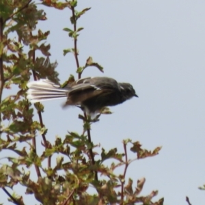 Rhipidura albiscapa at Jerrabomberra, NSW - 22 Feb 2023