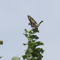 Carduelis carduelis (European Goldfinch) at Jerrabomberra, NSW - 22 Feb 2023 by RodDeb