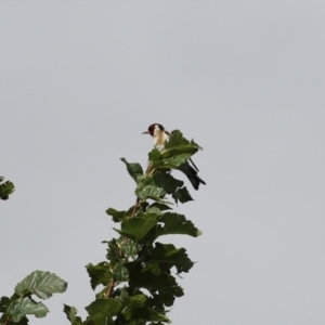 Carduelis carduelis at Jerrabomberra, NSW - 22 Feb 2023