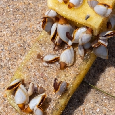 Lepas anserifera (Goose Barnacle) at Lake Illawarra, NSW - 21 Feb 2023 by Aussiegall