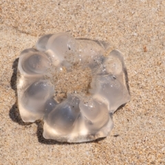 Scyphozoa (class) (Unidentified Jellyfish) at Lake Illawarra, NSW - 21 Feb 2023 by Aussiegall