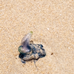 Physalia physalis (Bluebottle) at Lake Illawarra, NSW - 21 Feb 2023 by Aussiegall