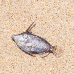 Unidentified Fish at Lake Illawarra, NSW - 21 Feb 2023 by Aussiegall
