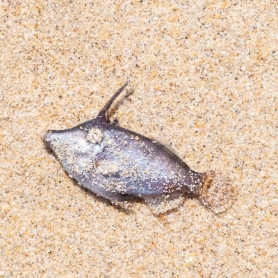 Unidentified Fish at Lake Illawarra, NSW - 21 Feb 2023 by Aussiegall