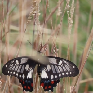 Papilio anactus at Franklin, ACT - 22 Feb 2023