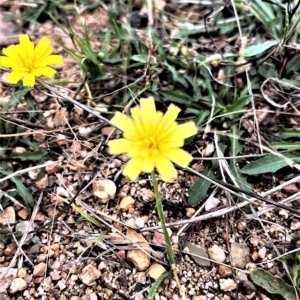 Leontodon saxatilis at Paddys River, ACT - 22 Feb 2023