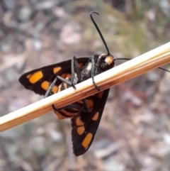 Amata (genus) (Handmaiden Moth) - 22 Feb 2023 by Jimmyjamjimbles