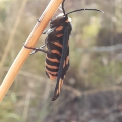 Amata (genus) at Undefined Area - 22 Feb 2023 06:20 PM