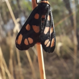 Amata (genus) at Undefined Area - 22 Feb 2023