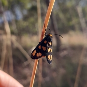 Amata (genus) at Undefined Area - 22 Feb 2023