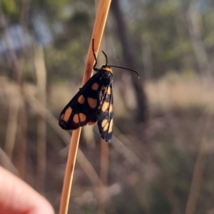 Amata (genus) at Undefined Area - 22 Feb 2023