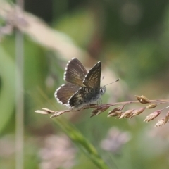 Neolucia agricola (Fringed Heath-blue) at Cotter River, ACT - 17 Feb 2023 by RAllen