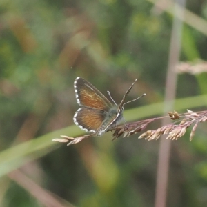 Neolucia agricola at Cotter River, ACT - 17 Feb 2023 01:59 PM