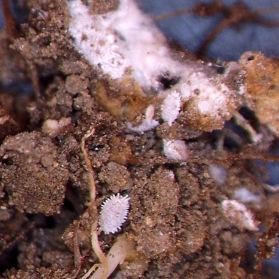 Pseudococcidae sp. (family) (A mealybug) at Watson, ACT - 22 Feb 2023 by abread111