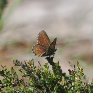 Neolucia agricola at Cotter River, ACT - 17 Feb 2023