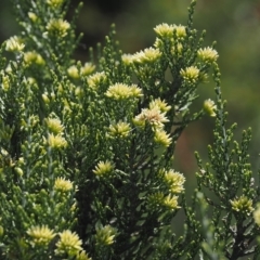 Ozothamnus cupressoides (Kerosine Bush) at Cotter River, ACT - 17 Feb 2023 by RAllen