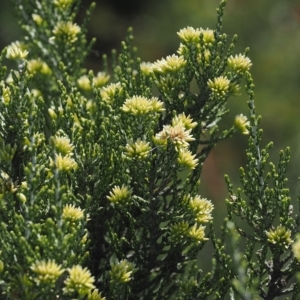 Ozothamnus cupressoides at Cotter River, ACT - 17 Feb 2023 03:03 PM