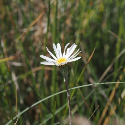 Celmisia sp. (Snow Daisy) at Namadgi National Park - 17 Feb 2023 by RAllen