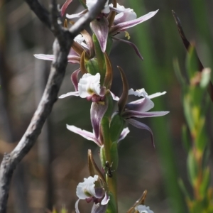 Paraprasophyllum alpestre at Cotter River, ACT - 17 Feb 2023