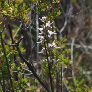 Paraprasophyllum alpestre at Cotter River, ACT - 17 Feb 2023