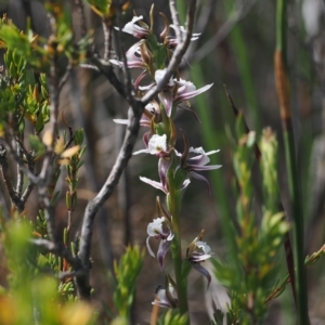 Paraprasophyllum alpestre at Cotter River, ACT - 17 Feb 2023