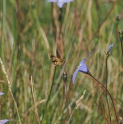 Atkinsia dominula (Two-brand grass-skipper) at Namadgi National Park - 17 Feb 2023 by RAllen