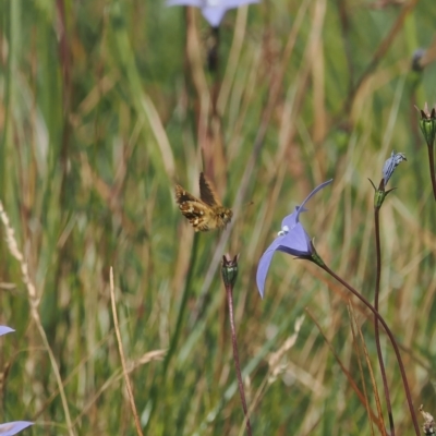 Atkinsia dominula (Two-brand grass-skipper) at Namadgi National Park - 17 Feb 2023 by RAllen