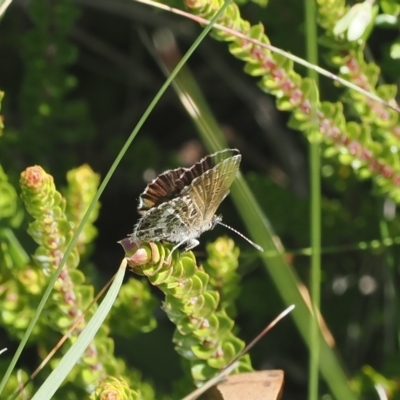 Neolucia hobartensis (Montane Heath-blue) at Namadgi National Park - 17 Feb 2023 by RAllen