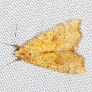 Anomis (genus) at O'Connor, ACT - 21 Jan 2023 11:27 PM