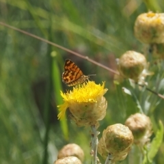 Chrysolarentia chrysocyma (Small Radiating Carpet) at Namadgi National Park - 17 Feb 2023 by RAllen