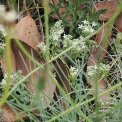 Poranthera microphylla (Small Poranthera) at Namadgi National Park - 17 Feb 2023 by RAllen